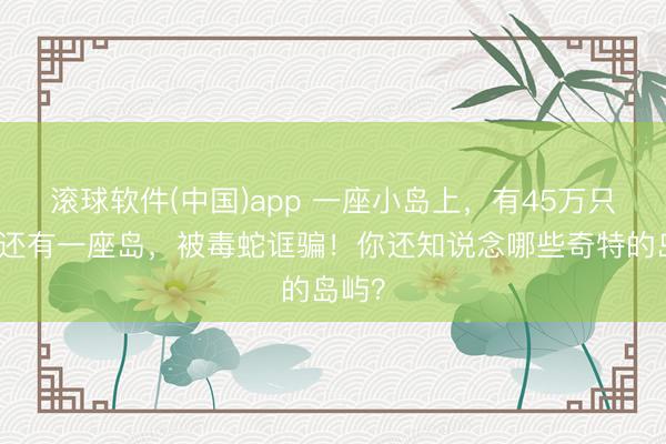 滚球软件(中国)app 一座小岛上，有45万只鸡！还有一座岛，被毒蛇诓骗！你还知说念哪些奇特的岛屿？
