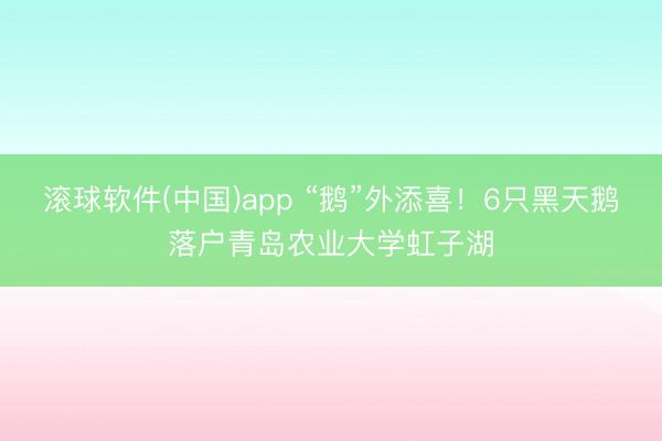 滚球软件(中国)app “鹅”外添喜！6只黑天鹅落户青岛农业大学虹子湖