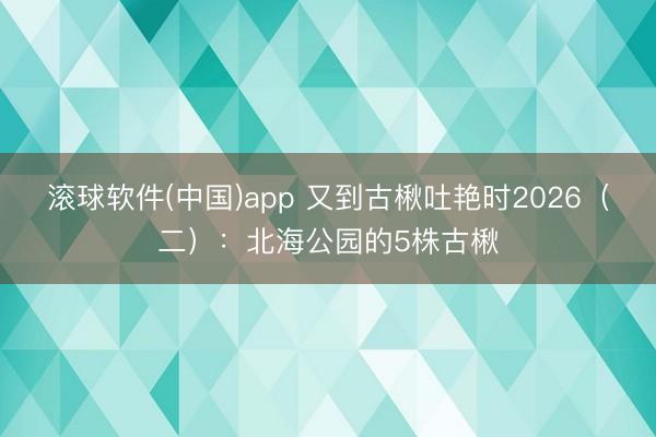 滚球软件(中国)app 又到古楸吐艳时2026（二）：北海公园的5株古楸