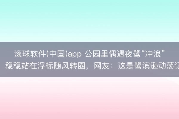 滚球软件(中国)app 公园里偶遇夜鹭“冲浪”，稳稳站在浮标随风转圈，网友：这是鹭滨逊动荡记