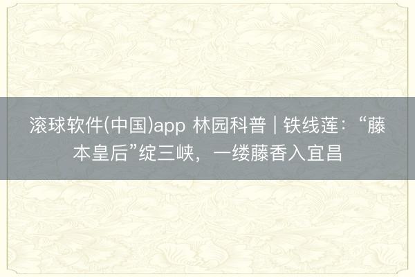 滚球软件(中国)app 林园科普 | 铁线莲：“藤本皇后”绽三峡，一缕藤香入宜昌
