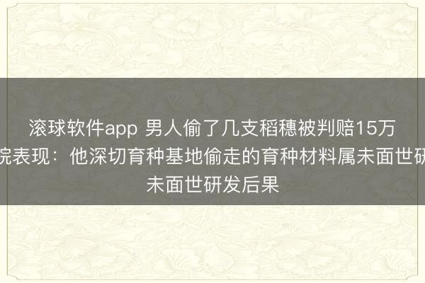 滚球软件app 男人偷了几支稻穗被判赔15万元，法院表现：他深切育种基地偷走的育种材料属未面世研发后果